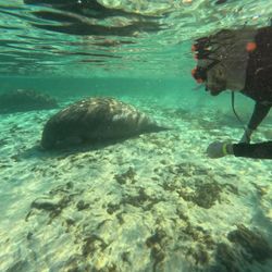 Underwater view of manatee resting on sandy bottom in Crystal River FL with snorkeler observing