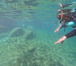 Underwater view of snorkeler swimming near manatees in Crystal River FL clear waters