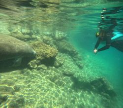 Underwater view of rocky formations and clear water in Crystal River FL with snorkeler exploring