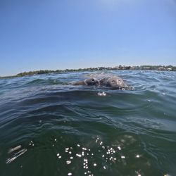 Crystal River water sports and fishing tours