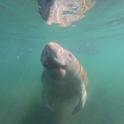 Manatee swimming underwater in Crystal River FL clear water