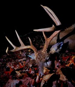 One fish caught while hunting in VA