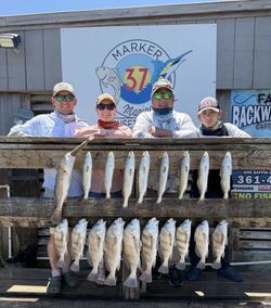 18 black drum fish caught by 4 people in Corpus Christi