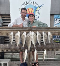 Display of freshwater drum, black drum, and speckled trout catch from Corpus Christi TX fishing trip