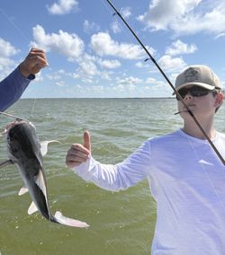 Hardhead Sea Catfish caught while fishing in Corpus Christi