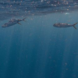 Beautiful blue ocean florida fishing