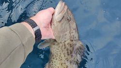 Panama City Gag Grouper In Visuals
