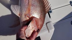 Snapper Bliss Awaits in Panama City, FL