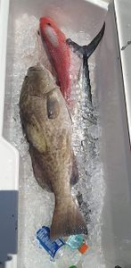 Gag Grouper Bounty Captured In Florida Waters