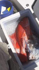 Panama City Snapper Bounty