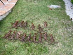Florida's Bountiful Lobster Waters
