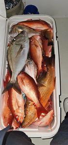 Haul of the day in Panama City, FL