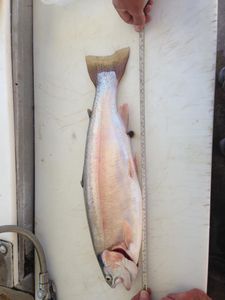 Fishing for a pink salmon in UT