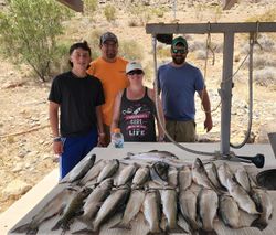 7 great barracuda, fishing tours