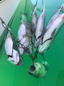 Two fish caught during a hurricane fishing trip