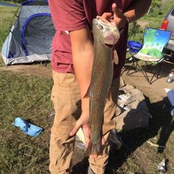 Rainbow trout fish in UT