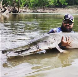 Angler holding large alligator gar catch in shallow water near Cayuga TX