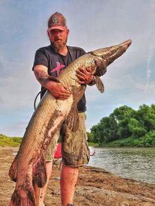 Large alligator gar caught fishing in Cayuga TX