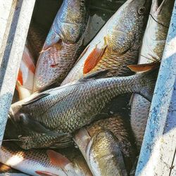 Port Aransas Fishing for Redfish 2021