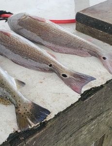 Anglers' paradise: Port Aransas