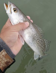 Port Aransas: Cast away with Trout