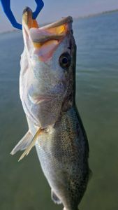 The BIG girls have started showing up.  I think this year, Wade Fishing for these trophy trout will be exceptional.  If you're looking to set a new personal best or catch a trophy book your trip.  From now through the rest of winter is the time to do it.