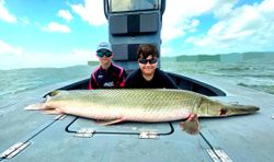 Alligator Gar, a large freshwater fish, caught in TX