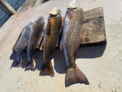3 fish caught while fishing in Port Aransas