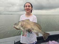 A large black drum fish caught by an angler in Port Aransas