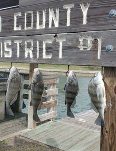 Four Black Drum fish caught in TX