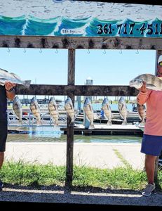 9 black drum fish caught in Port Aransas