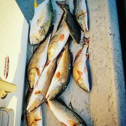 7 Crevalle Jack fish caught in TX