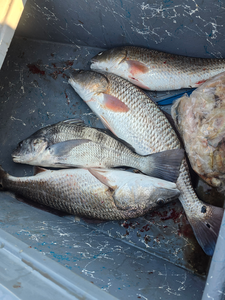 "A Diverse Catch: A Bountiful Display of Fresh, Vibrant Seafood Awaiting Culinary Preparation."
