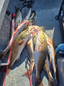 5 redfish and rainbow trout caught in Port Aransas