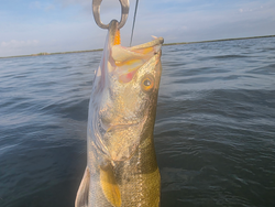 Great catch using light tackle drift fishing at Conn Brown Harbor on a partly cloudy day!