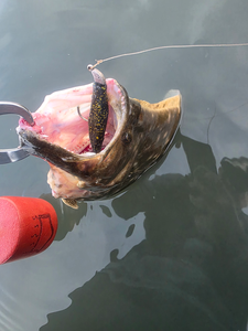 Nice catch using light tackle drift fishing! Perfect day on the water at Conn Brown Harbor.