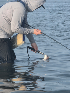 Great catch and release using light tackle drift fishing at Conn Brown Harbor!
