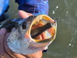 Nice catch using light tackle drift fishing technique!