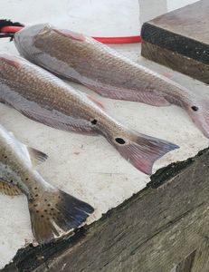 Angler with catch in Port Aransas