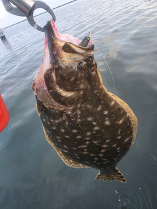 Nice southern flounder on light tackle drift fishing in partly cloudy conditions.
