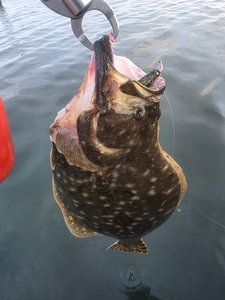 Nice Southern Flounder on light tackle drift fishing in Port Aransas!