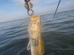 Nice speckled trout on light tackle drift fishing at Conn Brown Harbor today!