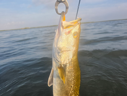 Nice speckled trout on light tackle! Drift fishing produced this beauty in partly cloudy conditions.