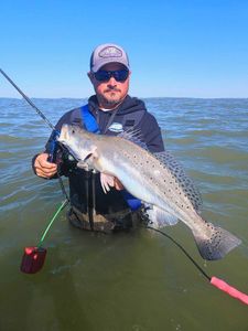 Spotted Weakfish caught while fishing in Port Aransas