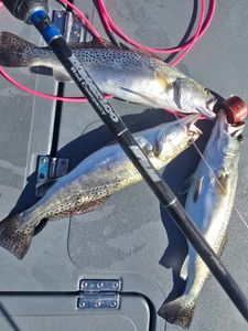 Two spotted weakfish caught in Port Aransas