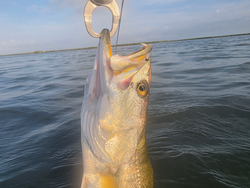 Nice squeteague on light tackle drift fishing in Port Aransas!