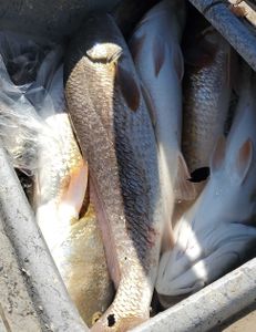 A fishing adventure in TX