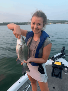 White Bass Fishing in Bull Shoals Lake