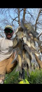 DFW white bass stacked in creeks