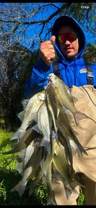 Spawning white bass in DFW